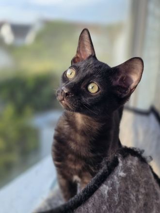 Bengalkitten reinrassig