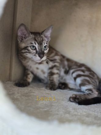 Bengalkitten reinrassig