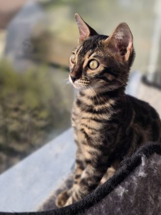 Bengalkitten reinrassig
