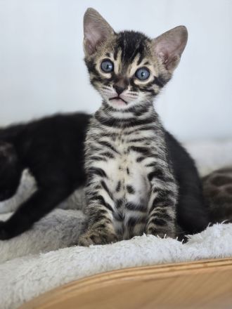 Bengalkitten reinrassig