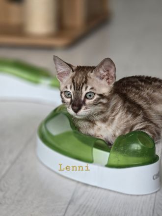 Bengalkitten reinrassig
