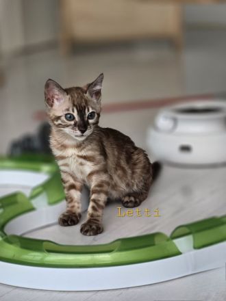 Bengalkitten reinrassig