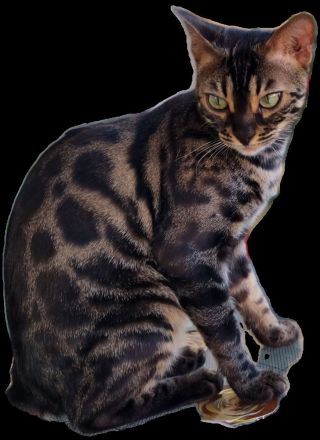 Bengalkitten reinrassig