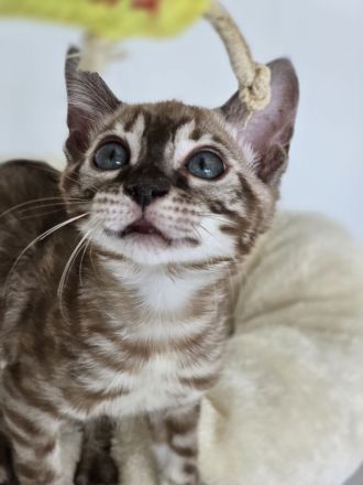 Bengalkitten reinrassig