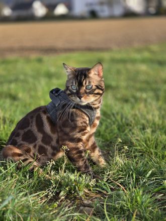 Bengalkitten reinrassig