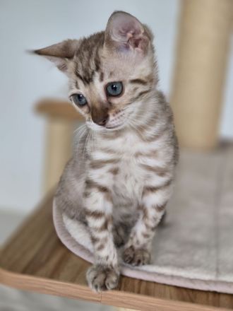 Bengalkitten reinrassig