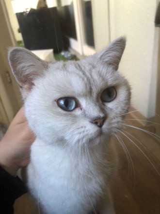 Britische Kurzhaar Katze (Bkh) Silver Shaded