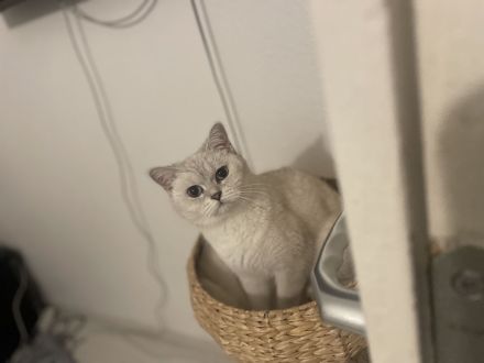 Britische Kurzhaar Katze (Bkh) Silver Shaded