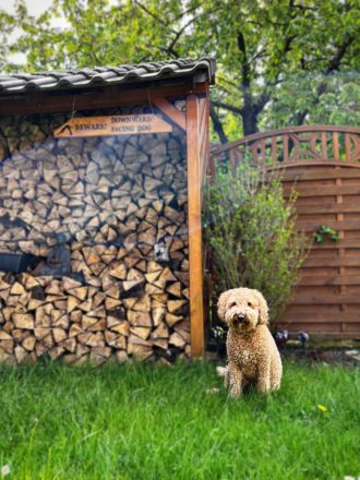 Goldendoodle Deckrüde