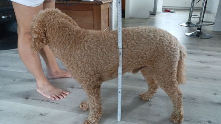 Goldendoodle Deckrüde