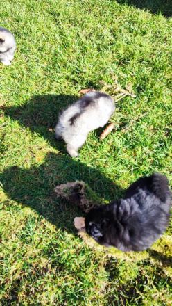 Niemandsländer Welpen