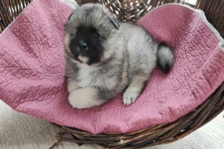 Niemandsländer Welpen