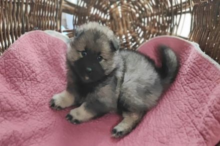 Niemandsländer Welpen