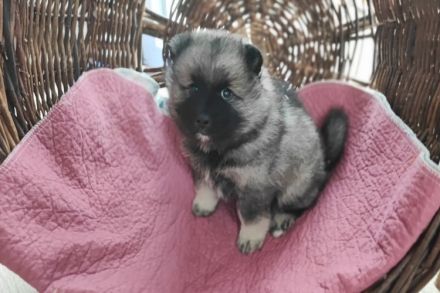 Niemandsländer Welpen