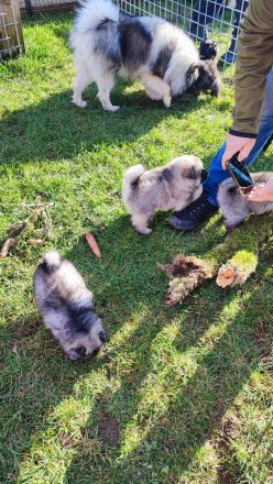 Niemandsländer Welpen