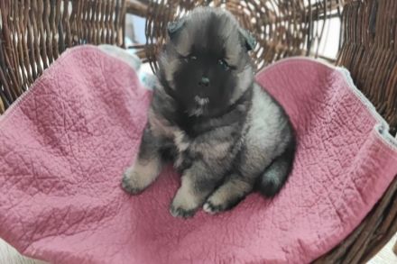 Niemandsländer Welpen