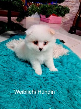 Zuckersüßer schneeweißer Pomeranian Welpe/ Hündin