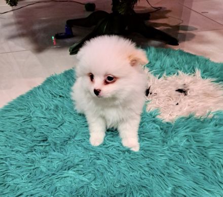 Zuckersüßer schneeweißer Pomeranian Welpe/ Hündin