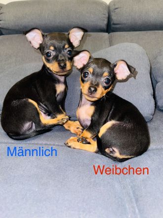 Verkaufe Reinrassige Russkiy Toy Terrier Welpen