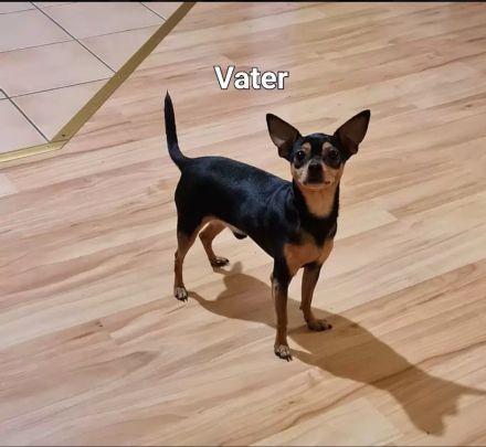 Verkaufe Reinrassige Russkiy Toy Terrier Welpen