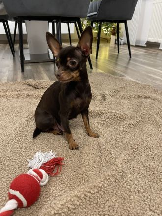 Verkaufe Reinrassige Russkiy Toy Terrier Welpen