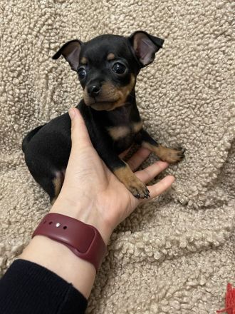Verkaufe Reinrassige Russkiy Toy Terrier Welpen