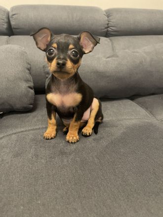 Verkaufe Reinrassige Russkiy Toy Terrier Welpen