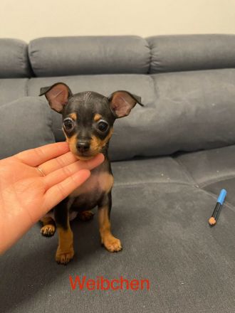 Verkaufe Reinrassige Russkiy Toy Terrier Welpen