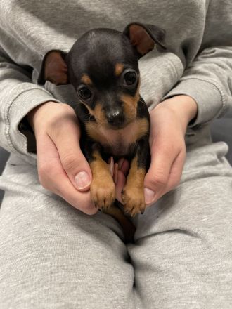 Verkaufe Reinrassige Russkiy Toy Terrier Welpen
