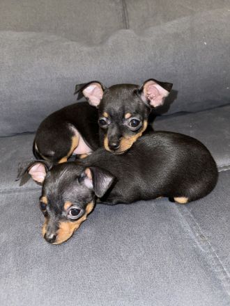 Verkaufe Reinrassige Russkiy Toy Terrier Welpen