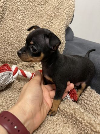 Verkaufe Reinrassige Russkiy Toy Terrier Welpen