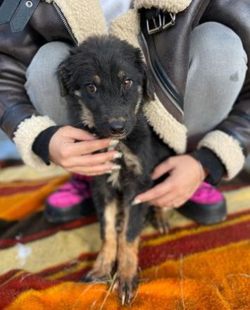 TONI möcht nicht allein zurückbleiben