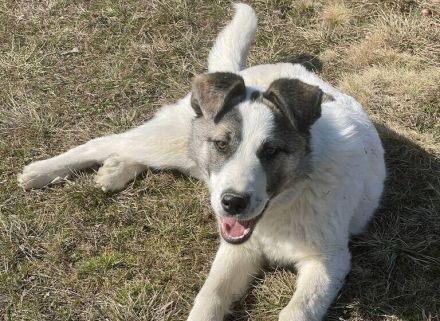 Eroberst du mit Arwen das Leben?