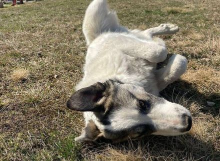 Eroberst du mit Arwen das Leben?