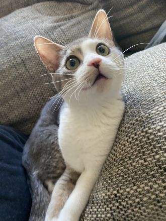 Abbesinier Kater kitten