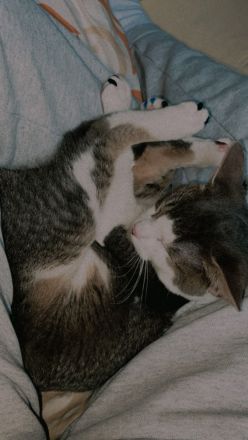 Abbesinier Kater kitten