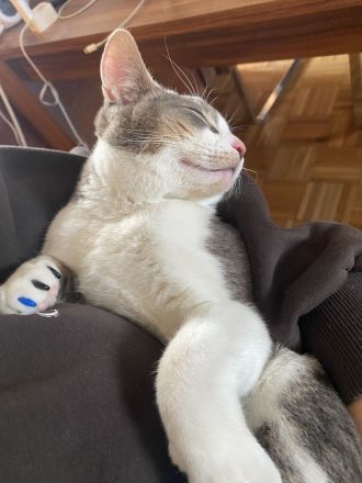 Abbesinier Kater kitten