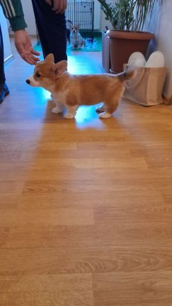 Welsh Corgi Pembroke