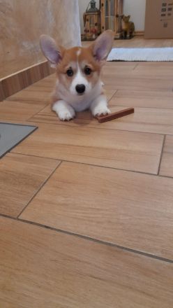 Welsh Corgi Pembroke