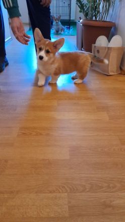 Welsh Corgi Pembroke