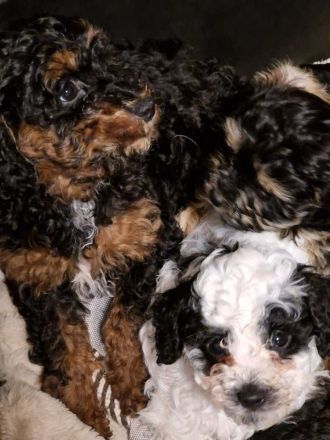 Süße Cavapoo Welpen suchen Adoptiveltern mit Familienanschluss auf Lebzeiten ...