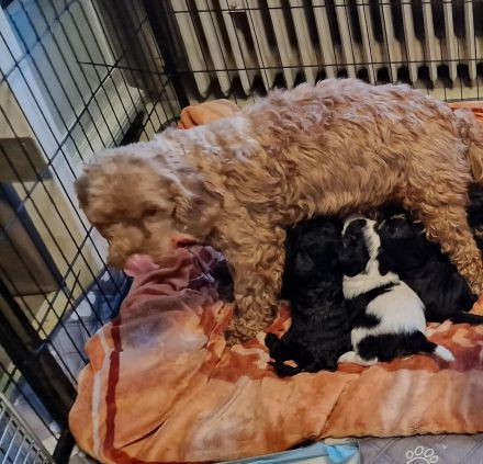 Süße Cavapoo Welpen suchen Adoptiveltern mit Familienanschluss auf Lebzeiten ...