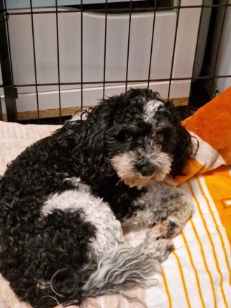 Süße Cavapoo Welpen suchen Adoptiveltern mit Familienanschluss auf Lebzeiten ...