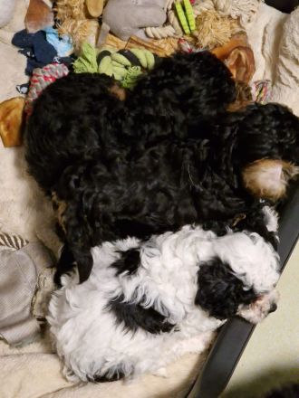 Süße Cavapoo Welpen suchen Adoptiveltern mit Familienanschluss auf Lebzeiten ...