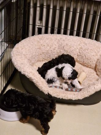 Süße Cavapoo Welpen suchen Adoptiveltern mit Familienanschluss auf Lebzeiten ...