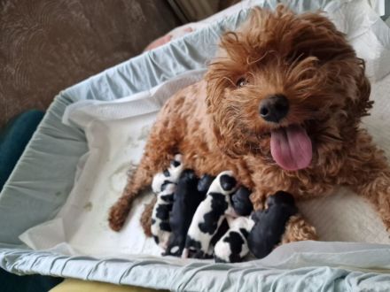 Süße Cavapoo Welpen suchen Adoptiveltern mit Familienanschluss auf Lebzeiten ...