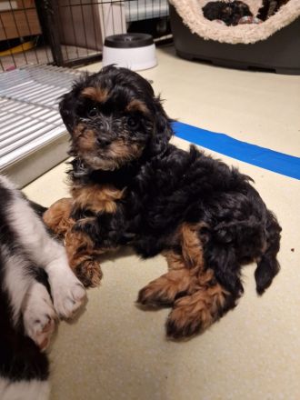 Süße Cavapoo Welpen suchen Adoptiveltern mit Familienanschluss auf Lebzeiten ...