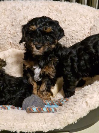Süße Cavapoo Welpen suchen Adoptiveltern mit Familienanschluss auf Lebzeiten ...