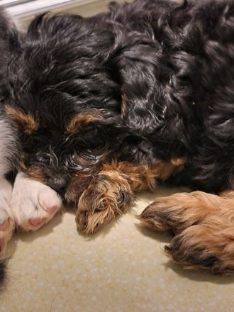 Süße Cavapoo Welpen suchen Adoptiveltern mit Familienanschluss auf Lebzeiten ...