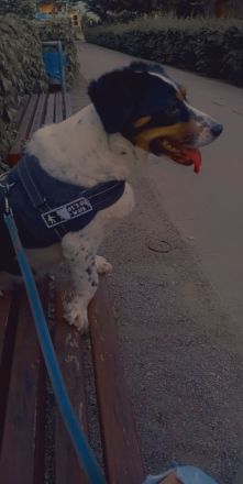 Foxi sucht neues Zuhause